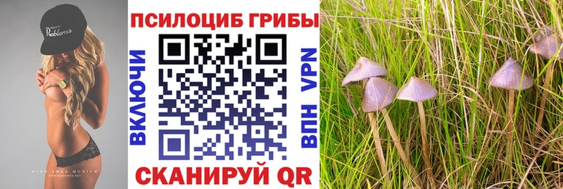 сколько стоит  Абинск  Псилоцибиновые грибы мицелий 